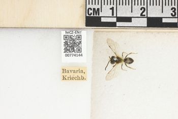 Media type: image;   Entomology 774144 Aspect: Labels